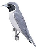 Masked Woodswallow Illustration