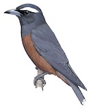 White-browed Woodswallow Illustration