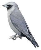 Black-faced Woodswallow Illustration