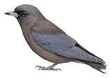 Little Woodswallow Illustration