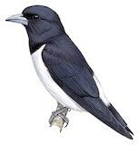 Great Woodswallow Illustration