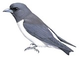 White-breasted Woodswallow Illustration