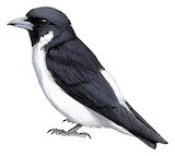 Fiji Woodswallow Illustration