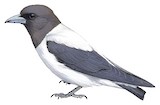 Ivory-backed Woodswallow Illustration