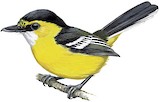 Yellow-breasted Boatbill Illustration