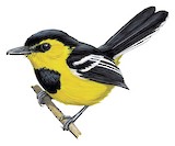 Black-breasted Boatbill Illustration