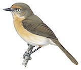 Archbold's Newtonia Illustration