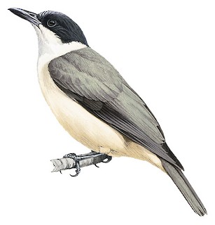 Tylas eduardi albigularis