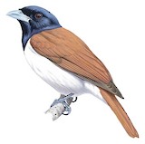 Rufous Vanga Illustration