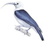 Sickle-billed Vanga Illustration