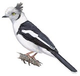 Grey-crested Helmetshrike Illustration