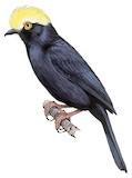 Yellow-crested Helmetshrike Illustration