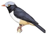 Red-billed Helmetshrike Illustration