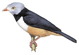 Rufous-bellied Helmetshrike Illustration