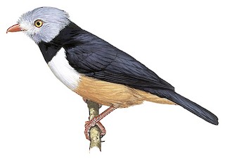 Rufous-bellied Helmetshrike - Prionops rufiventris - Birds of the World