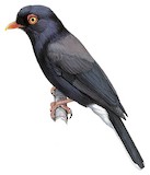 Retz's Helmetshrike Illustration