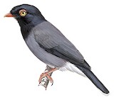 Gabela Helmetshrike Illustration