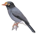 Chestnut-fronted Helmetshrike Illustration