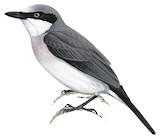 Large Woodshrike Illustration