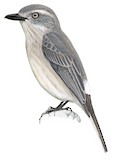 Sri Lanka Woodshrike Illustration