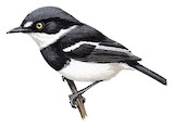 Rwenzori Batis Illustration