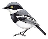 Margaret's Batis Illustration