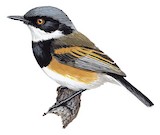 Cape Batis Illustration