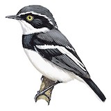 Eastern Black-headed Batis Illustration