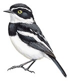 Western Black-headed Batis Illustration