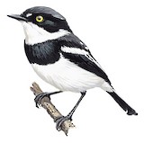 Angola Batis Illustration