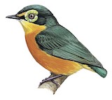 Yellow-bellied Wattle-eye Illustration