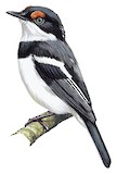 White-fronted Wattle-eye Illustration