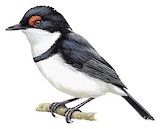 Black-throated Wattle-eye Illustration