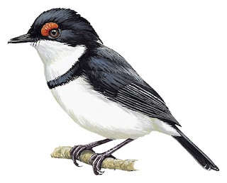 Taxidermy black-troated wattle eye | stuffed black-throated flycatcher | Platysteira online peltata