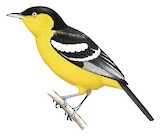 Common Iora Illustration