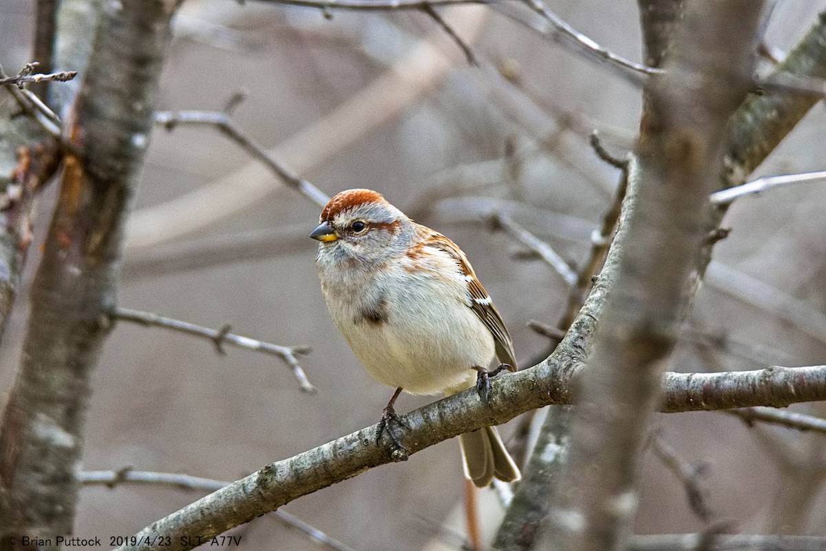 American Tree Sparrow - brian puttock