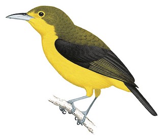 Aegithina lafresnayei lafresnayei