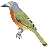 Fiery-breasted Bushshrike Illustration