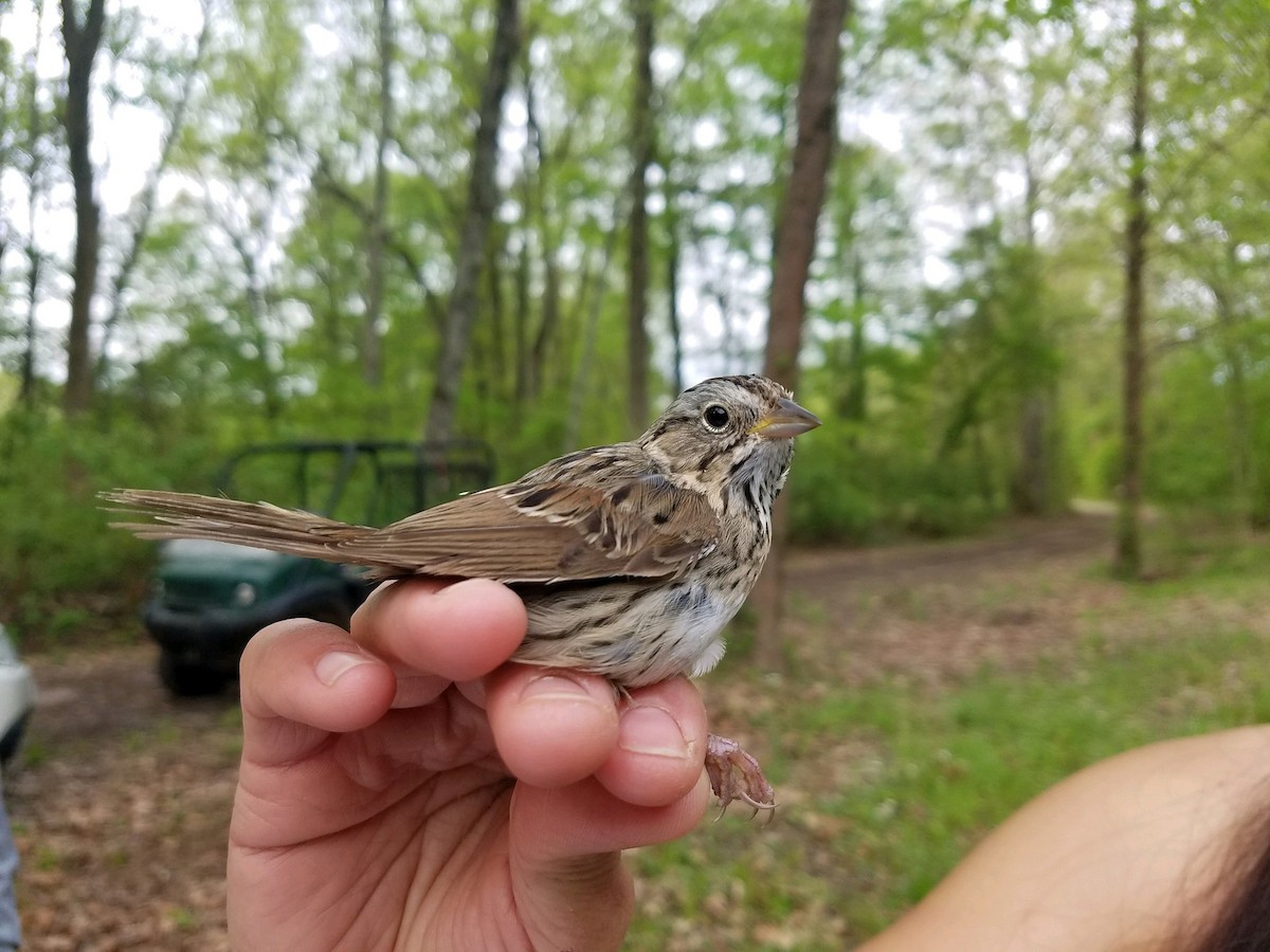 Lincoln's Sparrow - Strawberry Plains  Audubon Center