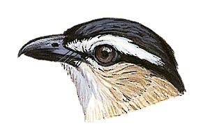 Bocagia minuta minuta