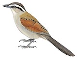 Brown-crowned Tchagra Illustration