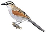 Black-crowned Tchagra Illustration