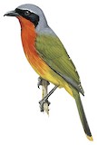 Many-colored Bushshrike Illustration