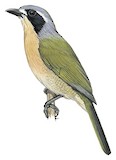 Olive Bushshrike Illustration