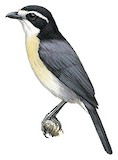 Bocage's Bushshrike Illustration