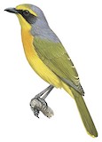 Orange-breasted Bushshrike Illustration