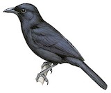 Lowland Sooty Boubou Illustration