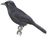 Willard's Sooty Boubou Illustration