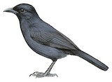 Slate-colored Boubou Illustration