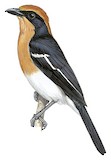 Lühder's Bushshrike Illustration